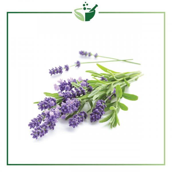 Lavender 4042 Standardised Essential Oil-01